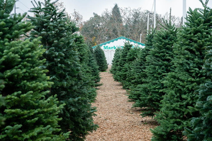 trees