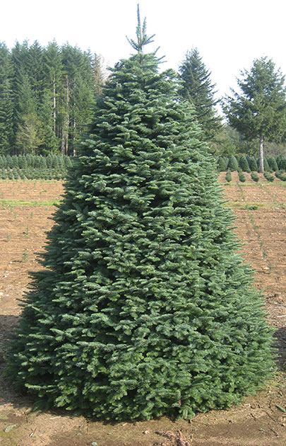 noble fir